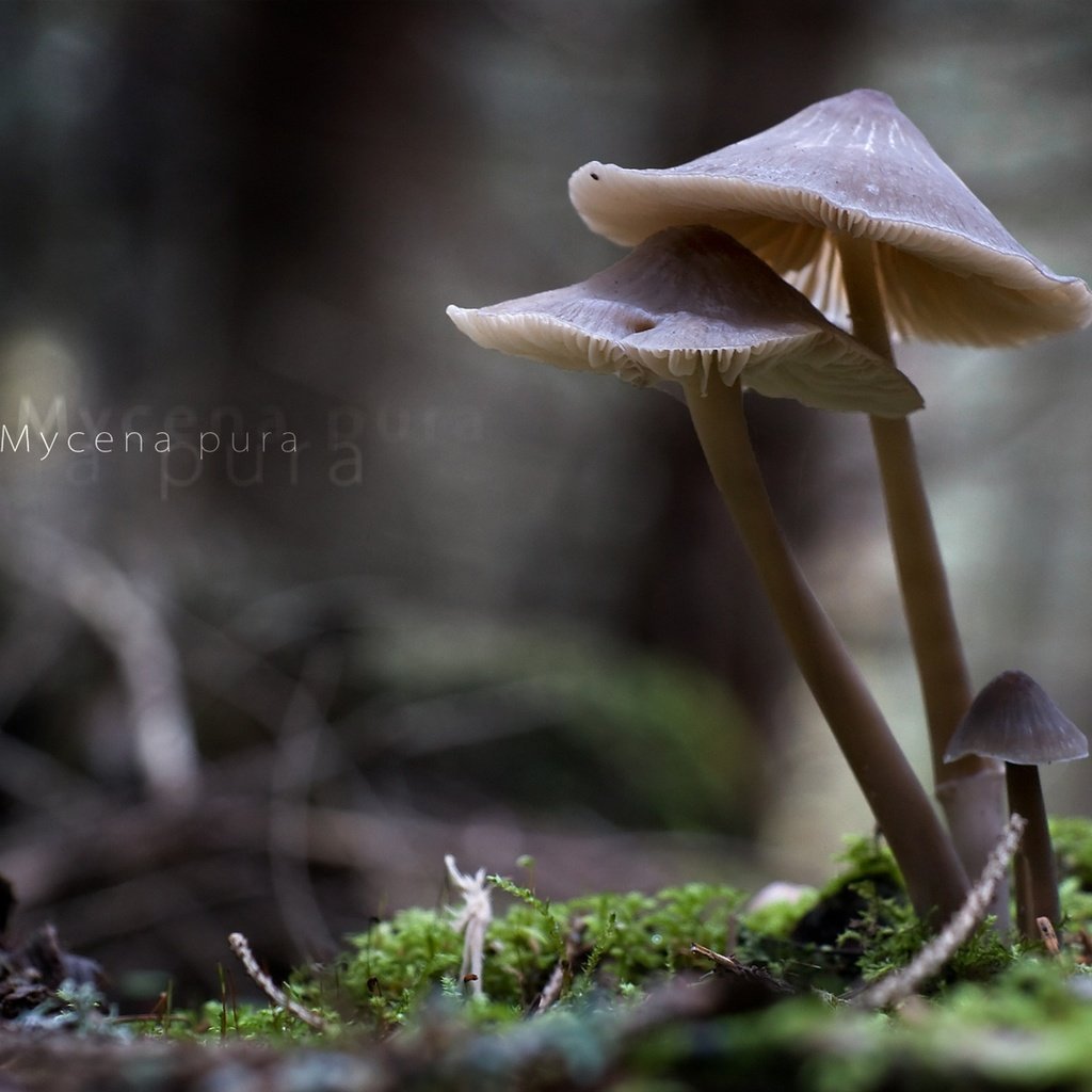 Обои природа, макро, грибы, mycena pura, nature, macro, mushrooms разрешение 1920x1213 Загрузить