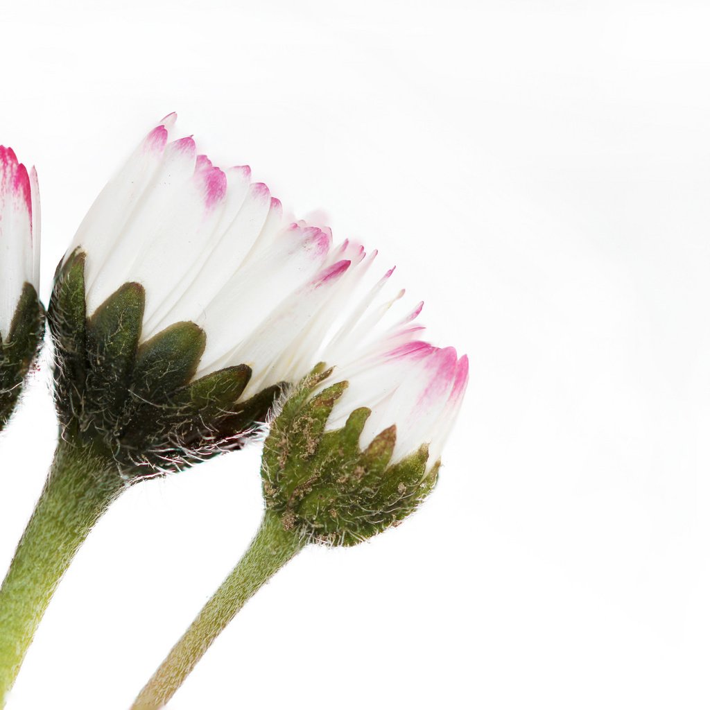 Обои цветы, белый фон, маргаритки, цветком, lorraine, flowers, white background, daisy, flower разрешение 2048x1248 Загрузить