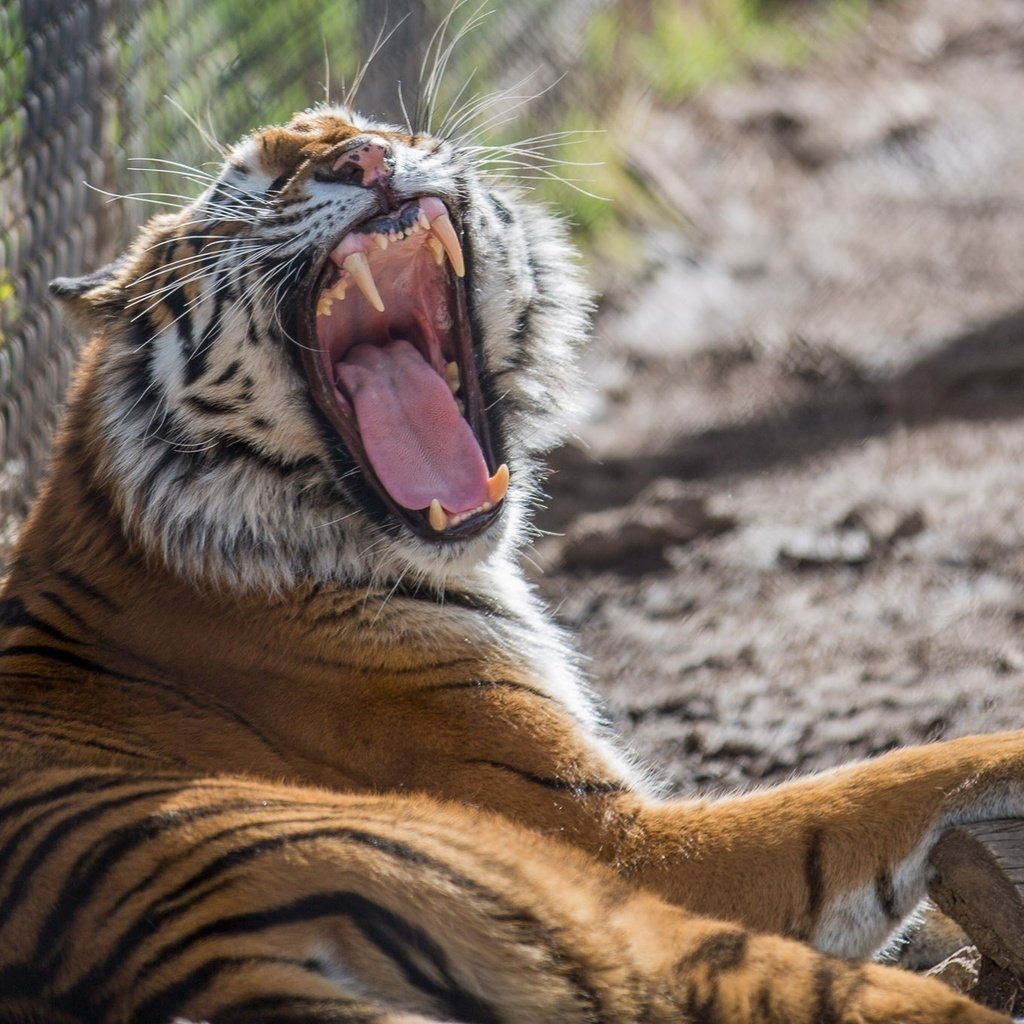 Обои тигр, клыки, хищник, зевает, зоопарк, дикая кошка, tiger, fangs, predator, yawns, zoo, wild cat разрешение 2048x1357 Загрузить