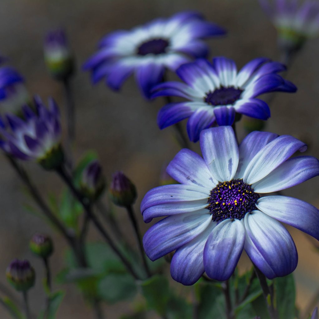 Обои цветы, бутоны, макро, фон, лепестки, герберы, цинерария, flowers, buds, macro, background, petals, gerbera, cineraria разрешение 2048x1399 Загрузить