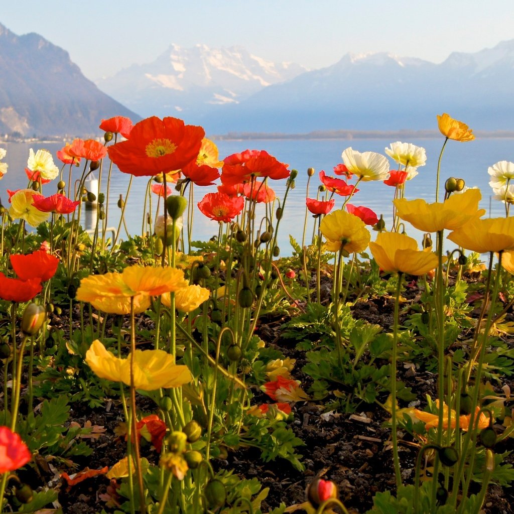 Обои небо, цветы, озеро, горы, маки, the sky, flowers, lake, mountains, maki разрешение 1920x1280 Загрузить