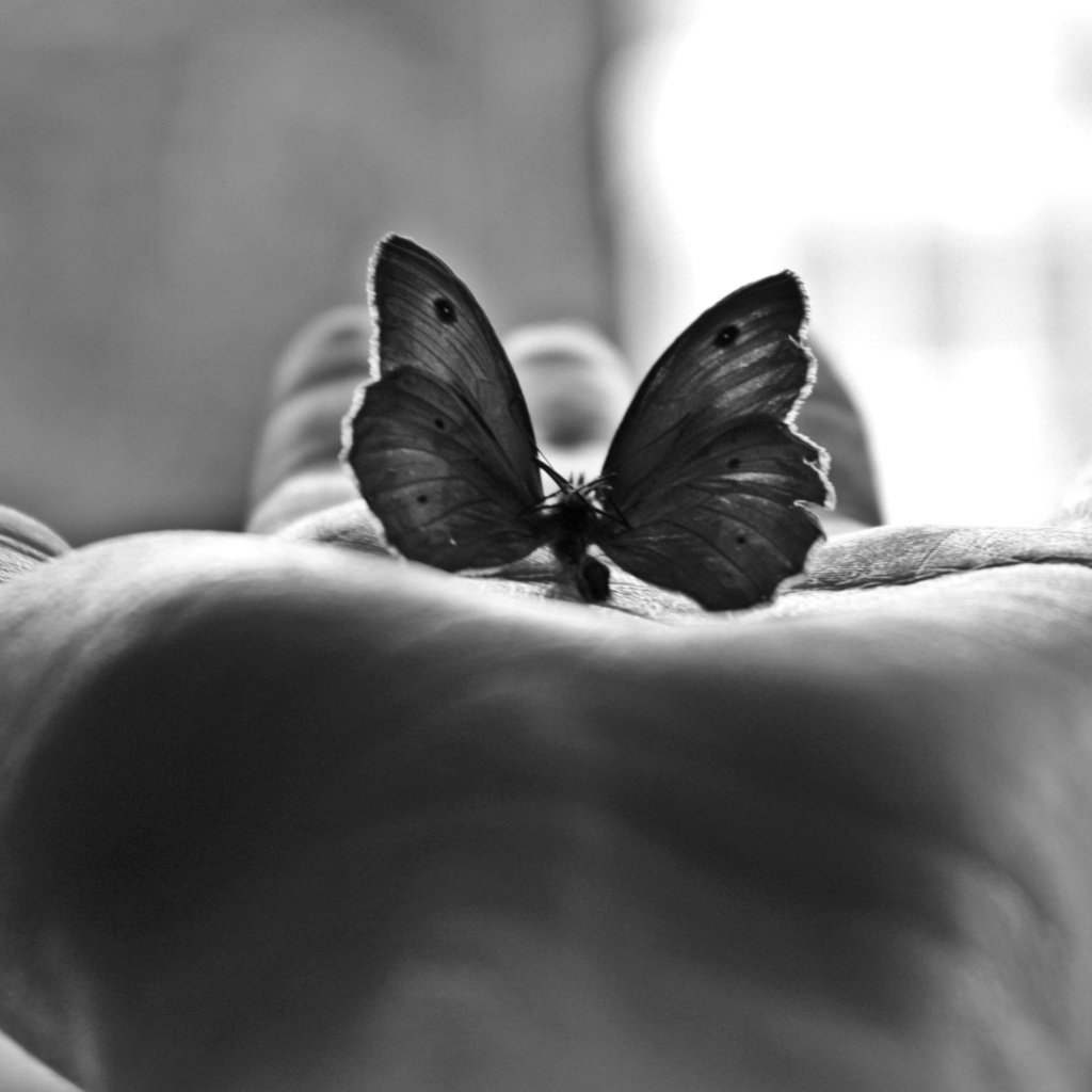 Обои бабочка, черно-белая, фотография, ладонь, м, butterfly, black and white, photo, palm, m разрешение 2560x1600 Загрузить