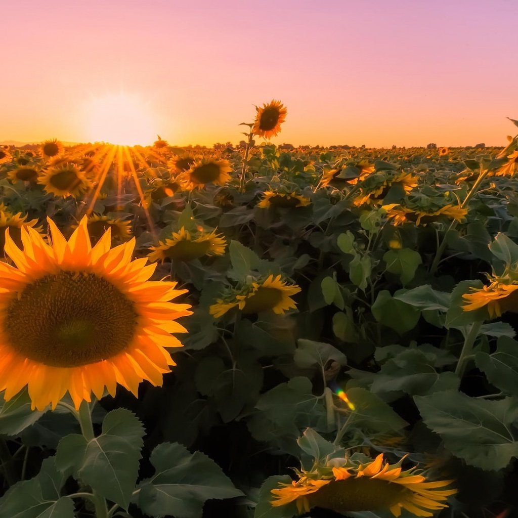 Обои закат, макро, поле, фотограф, подсолнухи, kenji yamamura, sunset, macro, field, photographer, sunflowers разрешение 1920x1080 Загрузить