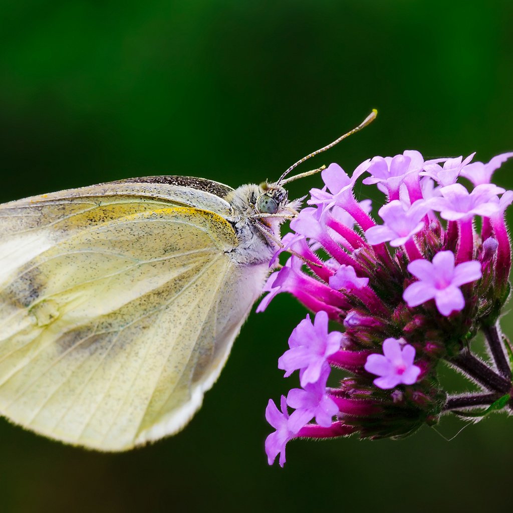 Обои макро, насекомое, цветок, бабочка, крылья, macro, insect, flower, butterfly, wings разрешение 1920x1200 Загрузить