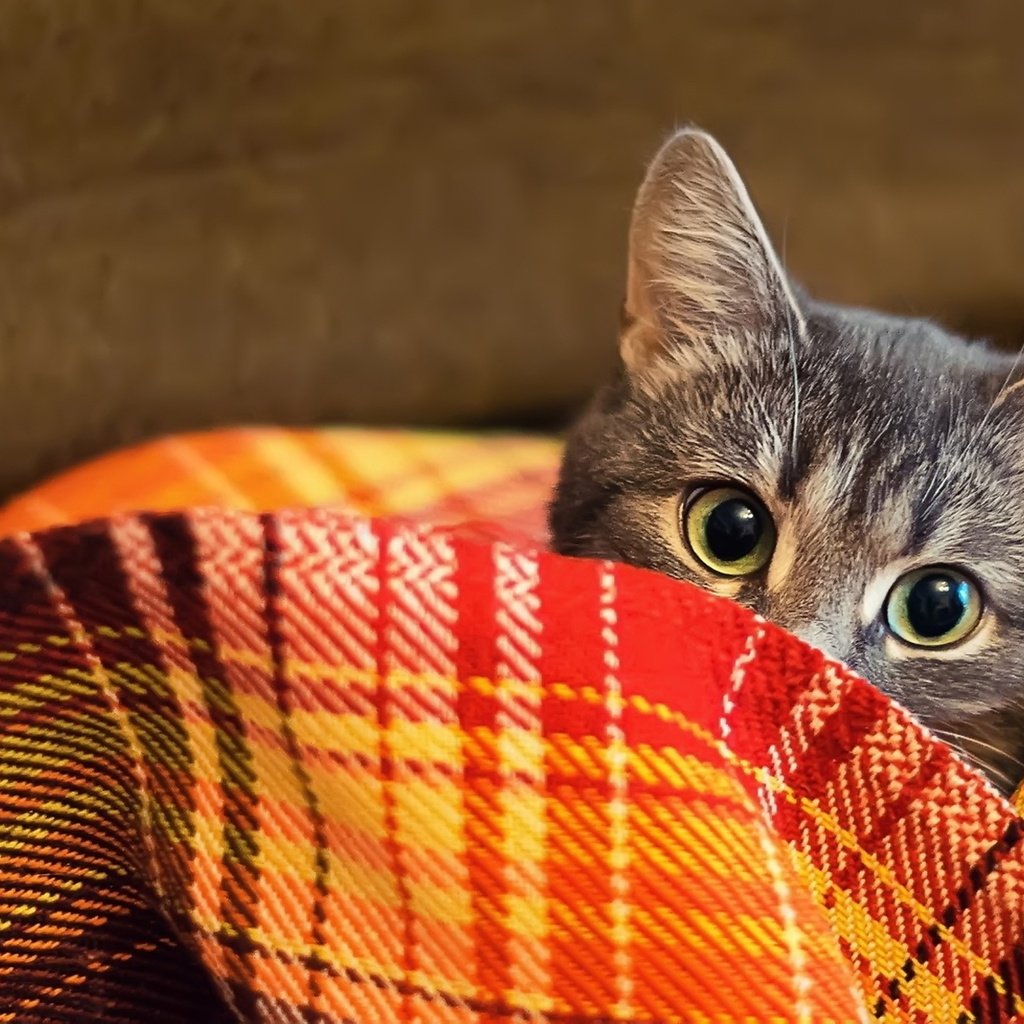 Обои кот, шерсть, взгляд, одеяло, плед, cat, wool, look, blanket, plaid разрешение 2000x1126 Загрузить