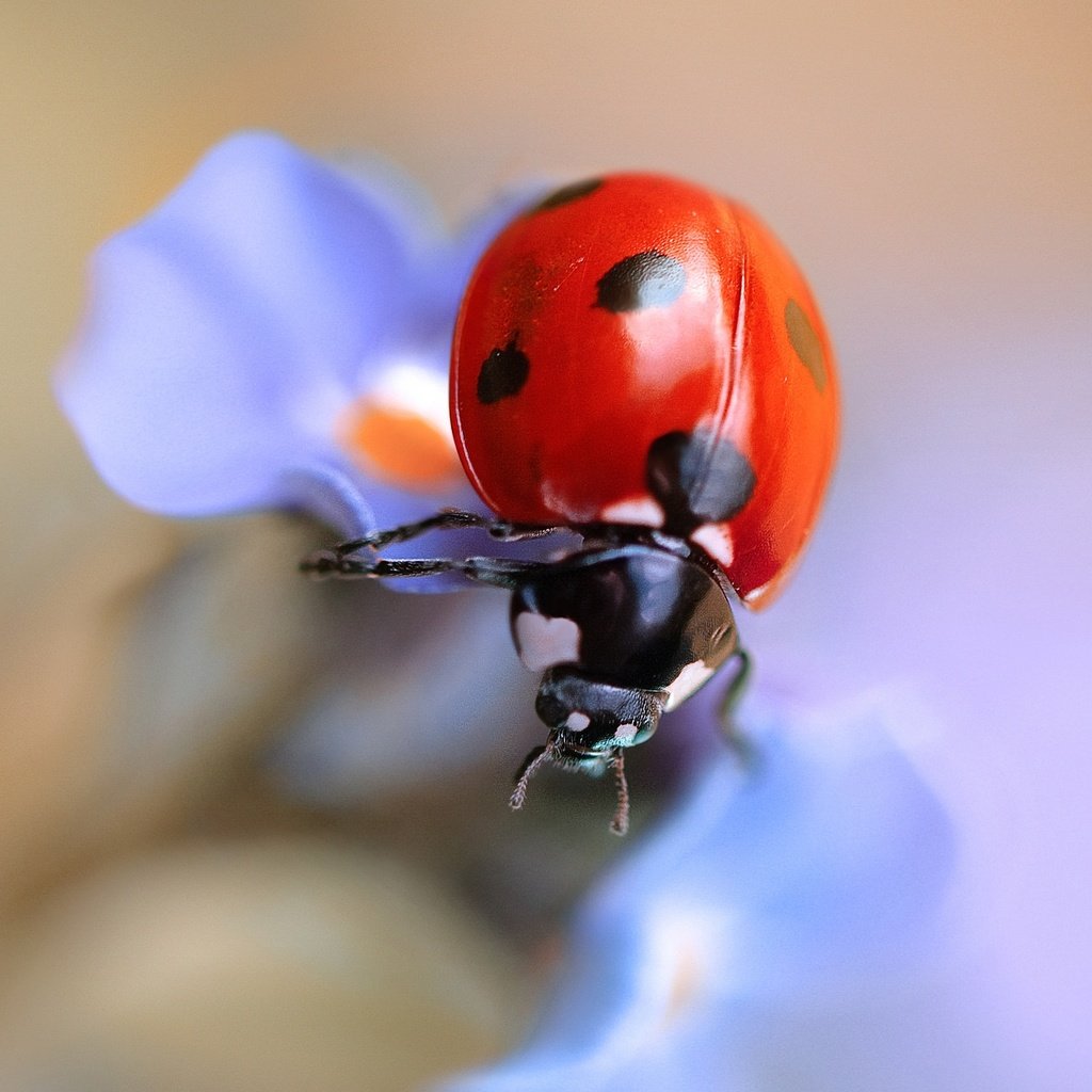 Обои жук, макро, насекомое, цветок, божья коровка, beetle, macro, insect, flower, ladybug разрешение 2048x1324 Загрузить