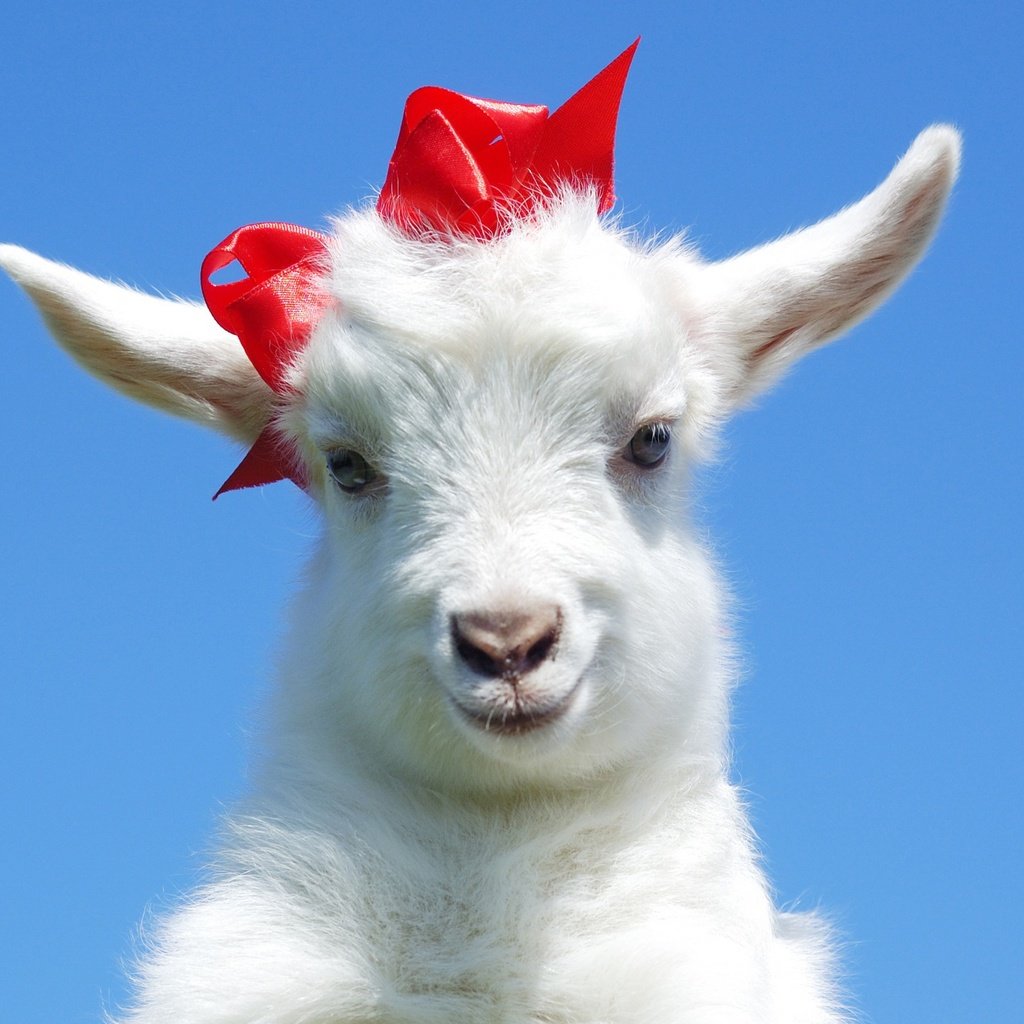 Обои красный, ушки, коза, бант, козел, козленок, козочка, козлик, red, ears, goat, bow разрешение 2880x1712 Загрузить