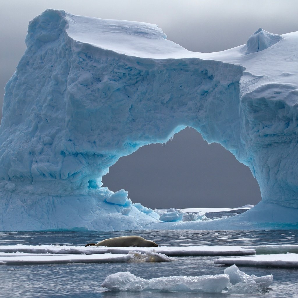 Обои море, лёд, айсберг, животное, арка, антарктида, тюлень, crabeater seal, petermann island, sea, ice, iceberg, animal, arch, antarctica, seal разрешение 2048x1358 Загрузить