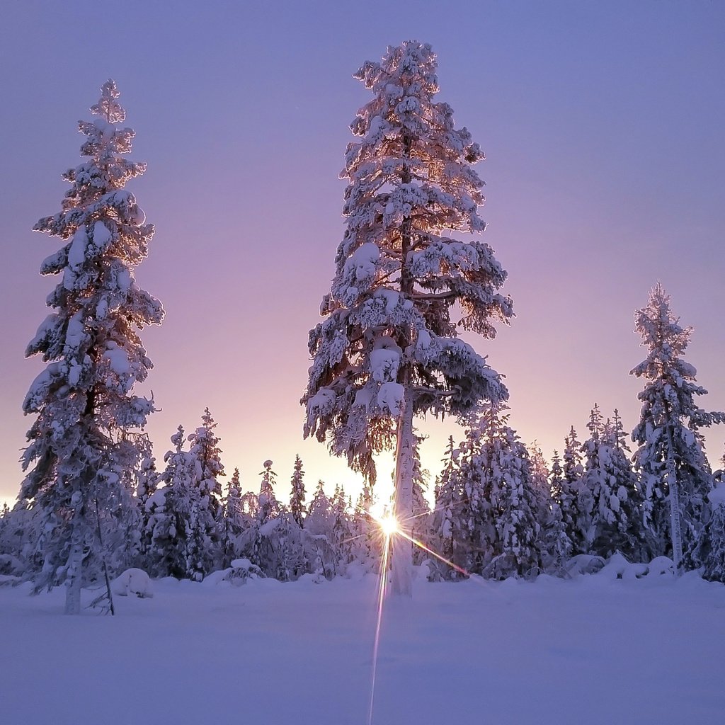 Обои небо, деревья, солнце, снег, лес, зима, солнечный свет, the sky, trees, the sun, snow, forest, winter, sunlight разрешение 1920x1200 Загрузить