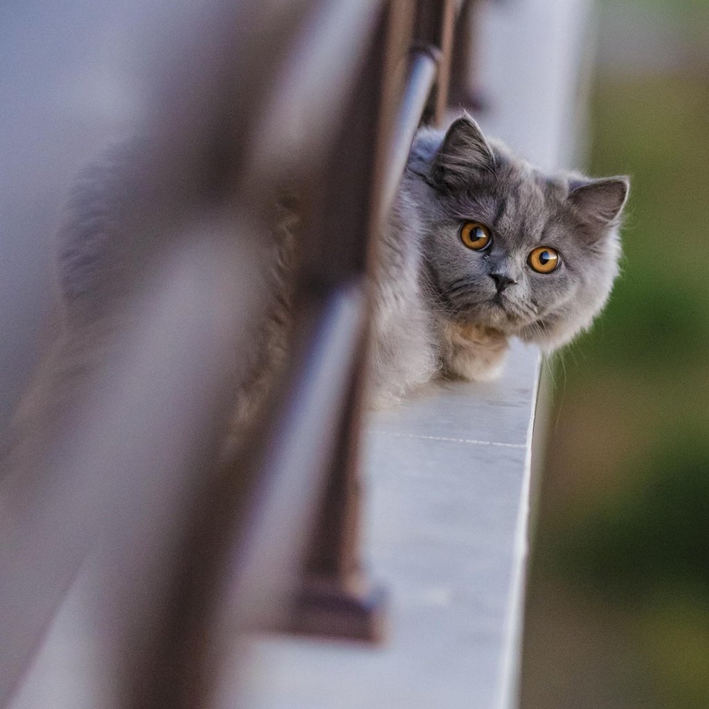 Обои кот, кошка, взгляд, балкон, голова, британская, длинношерстная, cat, look, balcony, head, british, longhair разрешение 1920x1200 Загрузить