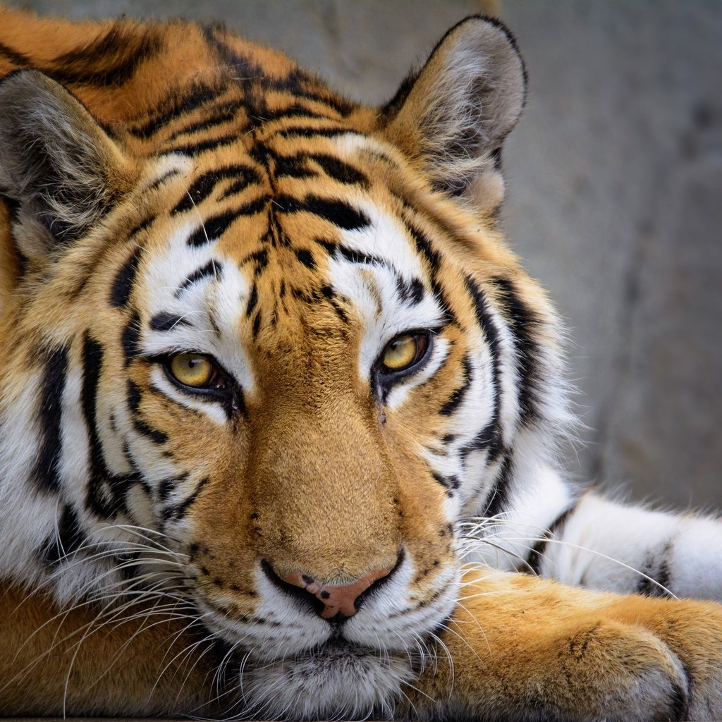 Обои тигр, морда, кошка, взгляд, хищник, зверь, tiger, face, cat, look, predator, beast разрешение 2048x1365 Загрузить