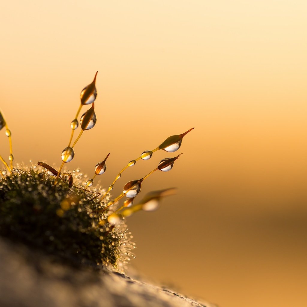 Обои природа, закат, макро, капли, мох, anniison, nature, sunset, macro, drops, moss разрешение 2048x1367 Загрузить