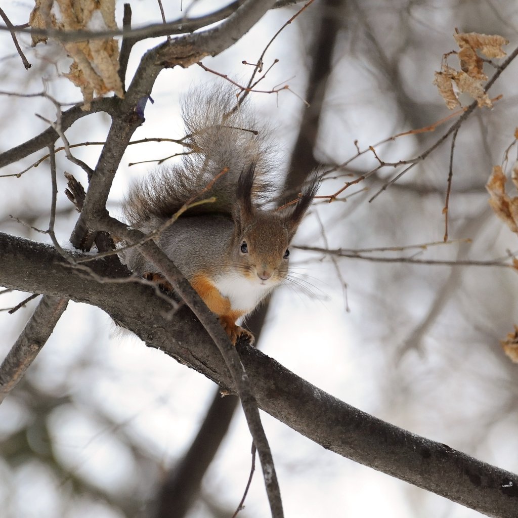 Обои дерево, зима, ветки, животное, белка, грызун, anna verdina, tree, winter, branches, animal, protein, rodent разрешение 3264x2412 Загрузить