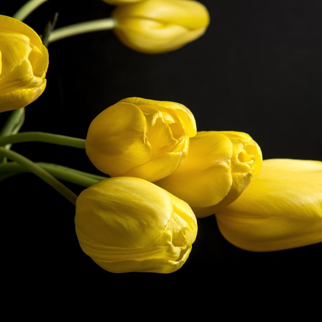 Обои цветы, бутоны, черный фон, тюльпаны, желтые, flowers, buds, black background, tulips, yellow разрешение 4000x2630 Загрузить