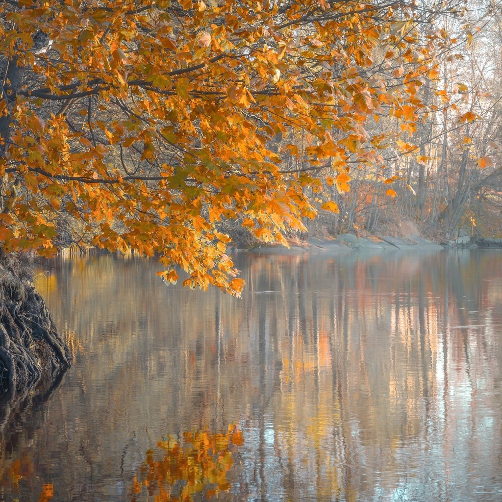 Обои деревья, река, листья, утро, туман, осень, trees, river, leaves, morning, fog, autumn разрешение 2048x1367 Загрузить