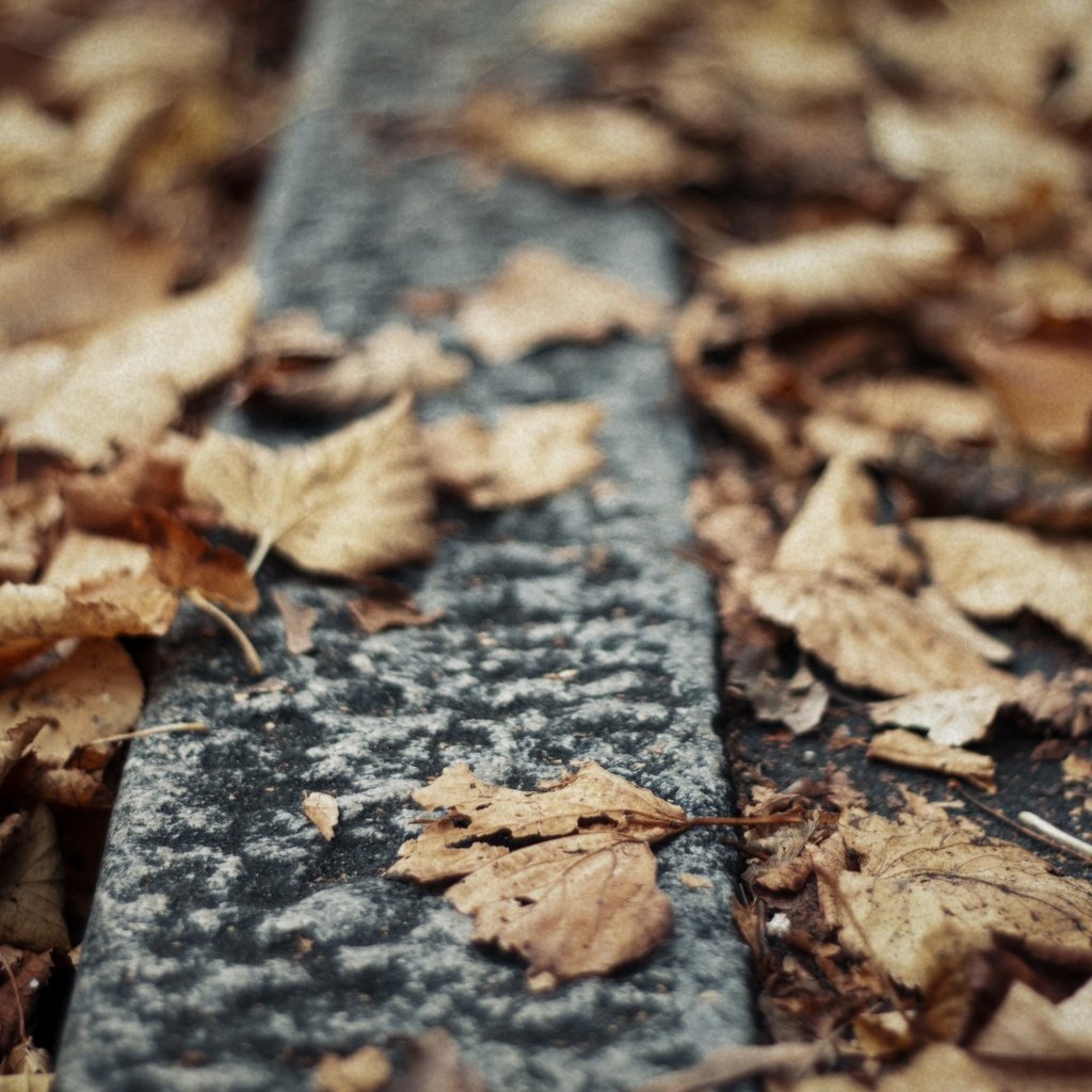 Обои природа, листья, макро, осень, сухие, nature, leaves, macro, autumn, dry разрешение 4236x2824 Загрузить