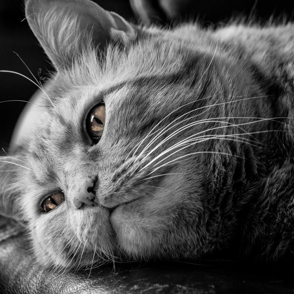 Обои глаза, кот, мордочка, усы, кошка, чёрно-белое, задумчивость, eyes, cat, muzzle, mustache, black and white, reverie разрешение 1920x1200 Загрузить