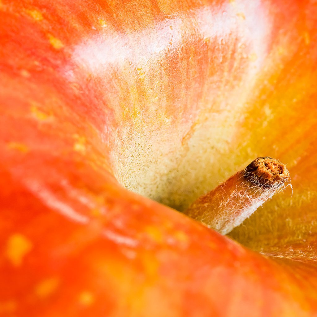 Обои макро, фрукты, плод, яблоко, красное, хвостик, macro, fruit, the fruit, apple, red, ponytail разрешение 1920x1200 Загрузить