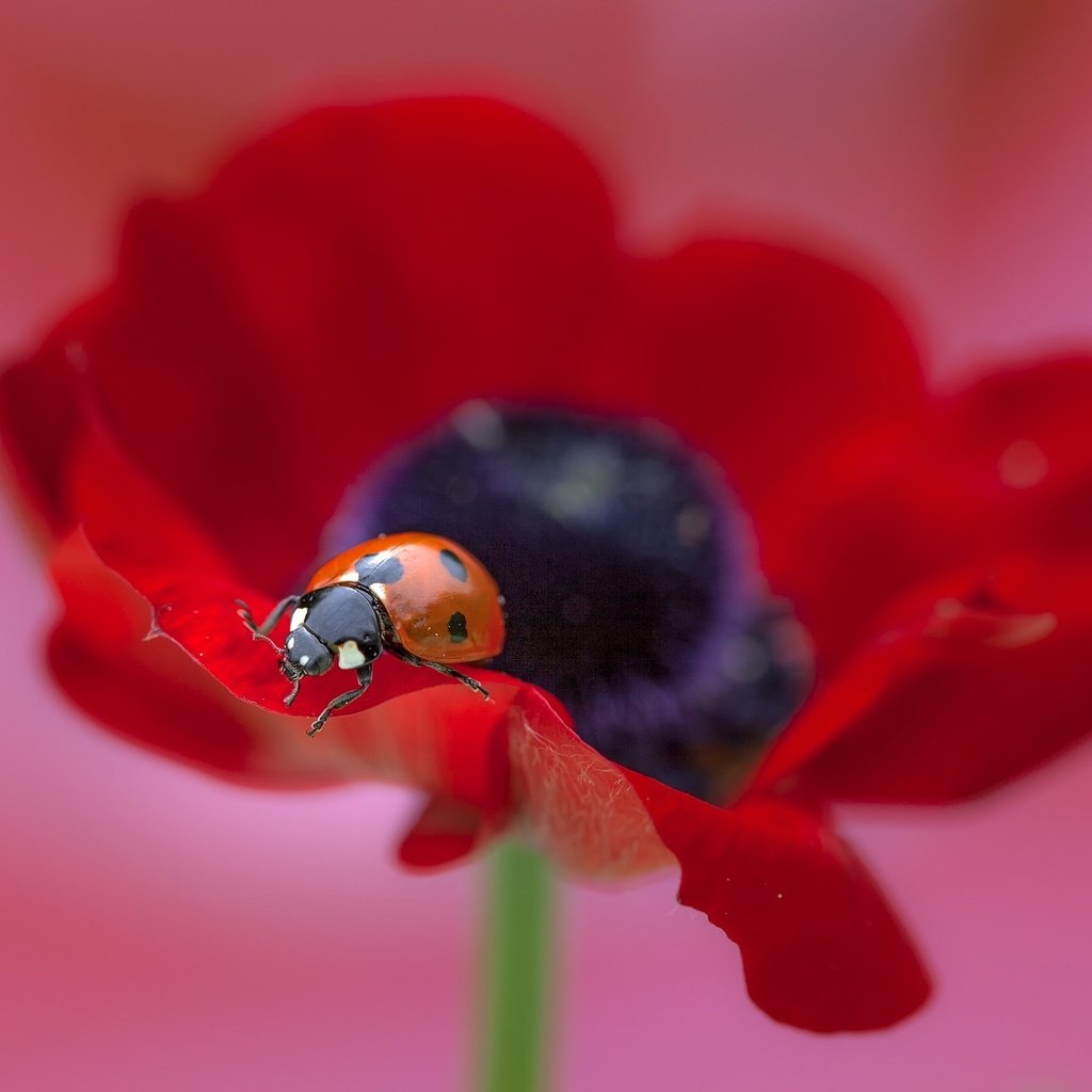 Обои макро, насекомое, цветок, божья коровка, мак, macro, insect, flower, ladybug, mac разрешение 2560x1707 Загрузить