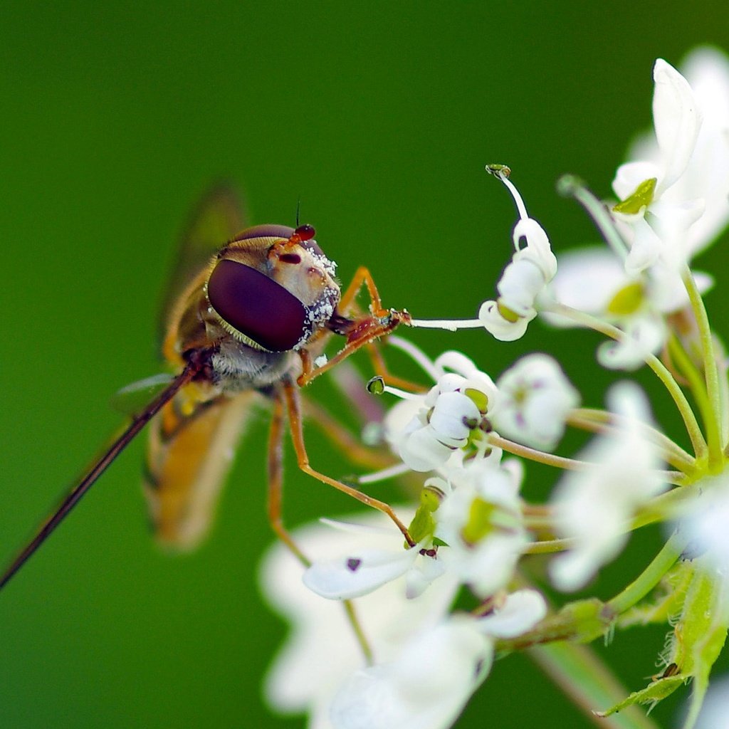 Обои макро, насекомое, цветок, белый, муха, журчалка, ziva & amir, macro, insect, flower, white, fly, gorzalka разрешение 1931x1287 Загрузить