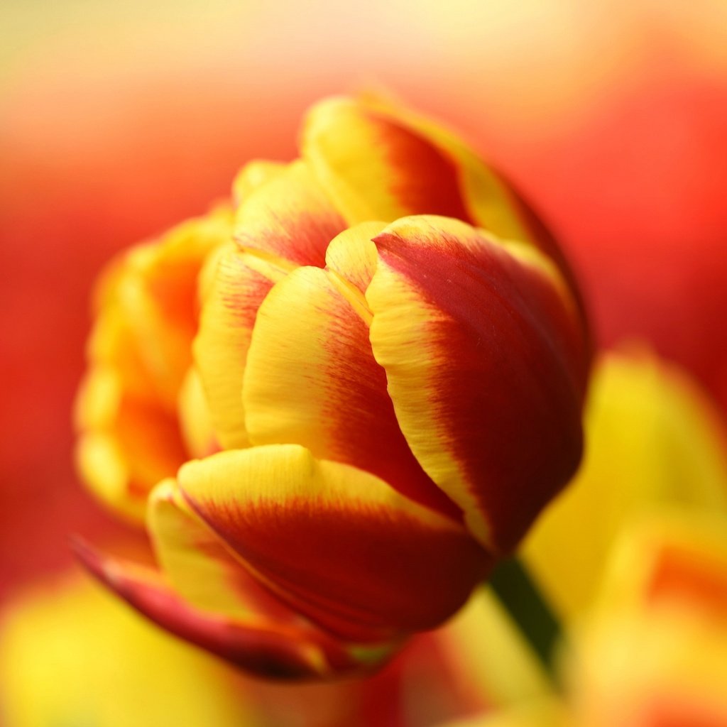 Обои природа, макро, лепестки, бутон, тюльпан, nature, macro, petals, bud, tulip разрешение 2048x1367 Загрузить