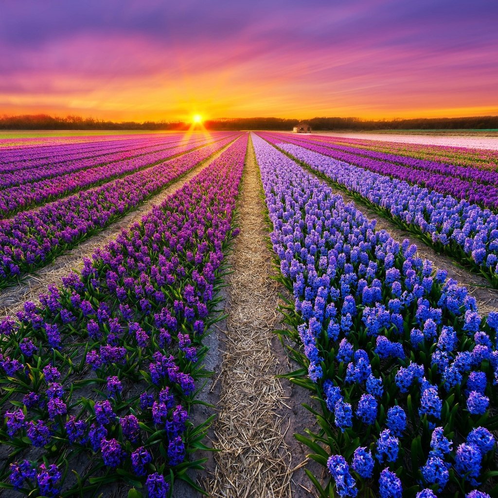 Обои цветы, закат, поле, весна, плантация, flowers, sunset, field, spring, plantation разрешение 2048x1366 Загрузить