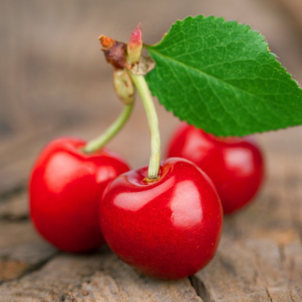 Обои черешня, веточка, ягоды, вишня, листик, cherry, sprig, berries, leaf разрешение 3500x2280 Загрузить