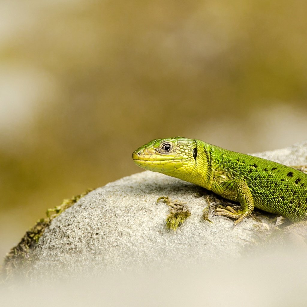 Обои природа, фон, ящерица, nature, background, lizard разрешение 2560x1633 Загрузить