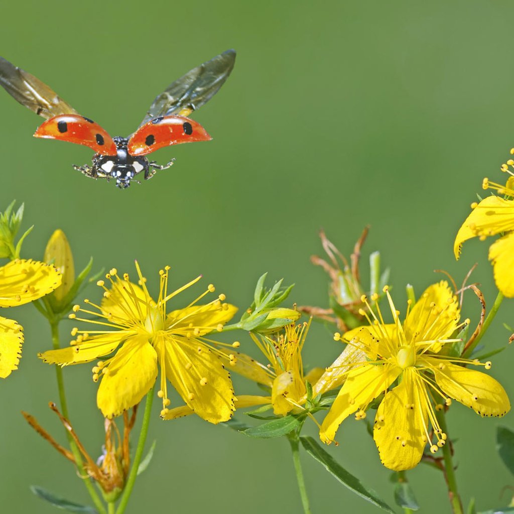 Обои зверобой, цветы, макро, насекомое, полет, крылья, божья коровка, желтые, желтые цветы, st. john's wort, flowers, macro, insect, flight, wings, ladybug, yellow, yellow flowers разрешение 1920x1080 Загрузить