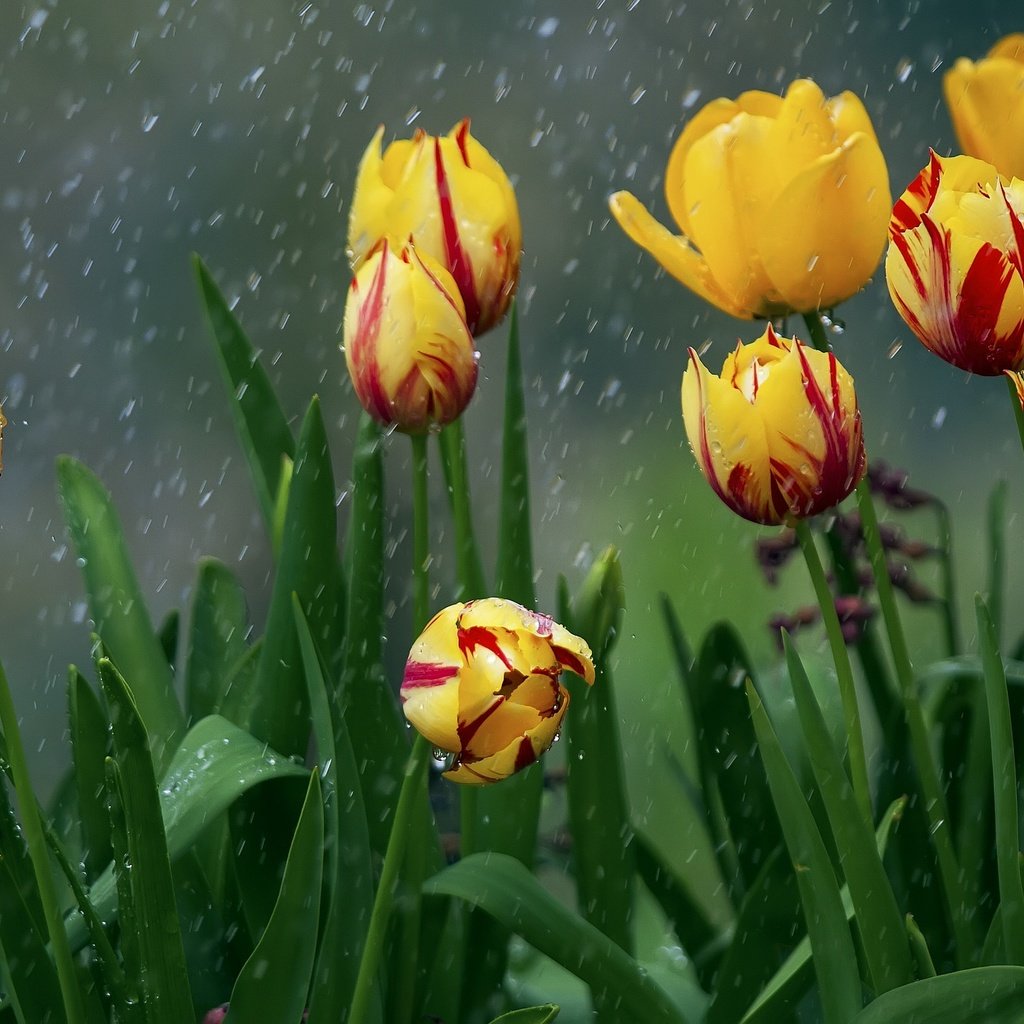 Обои цветы, природа, весна, дождь, тюльпаны, flowers, nature, spring, rain, tulips разрешение 2048x1366 Загрузить