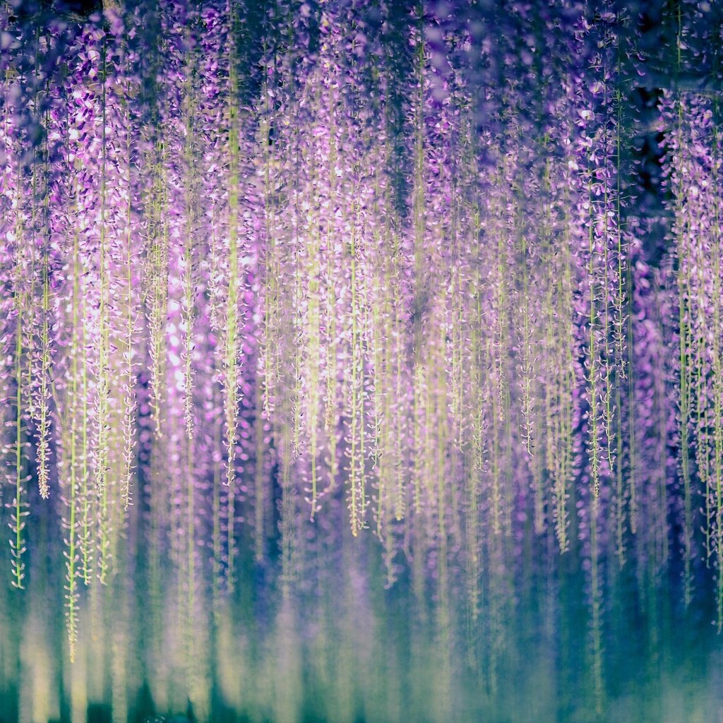 Обои цветы, макро, глициния, вистерия, flowers, macro, wisteria разрешение 2048x1363 Загрузить