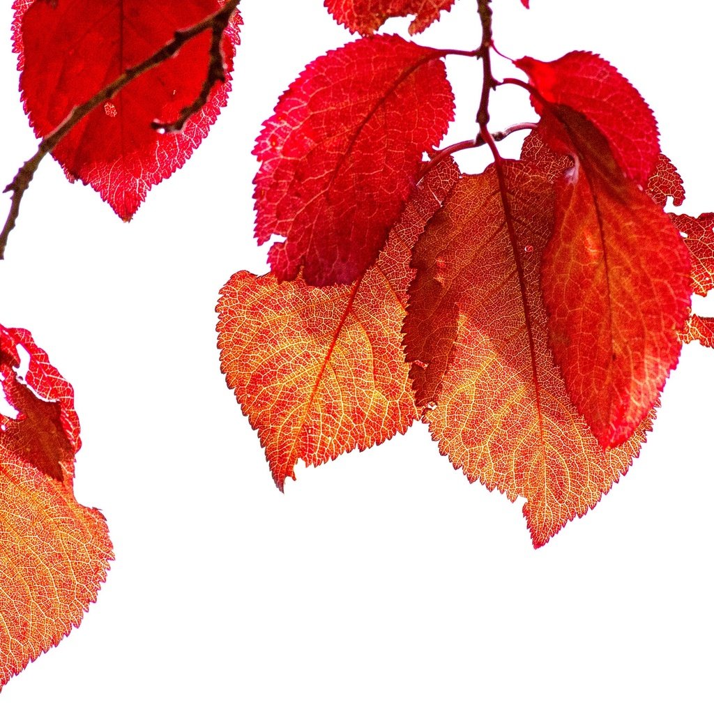Обои ветка, природа, листья, осень, branch, nature, leaves, autumn разрешение 2048x1375 Загрузить