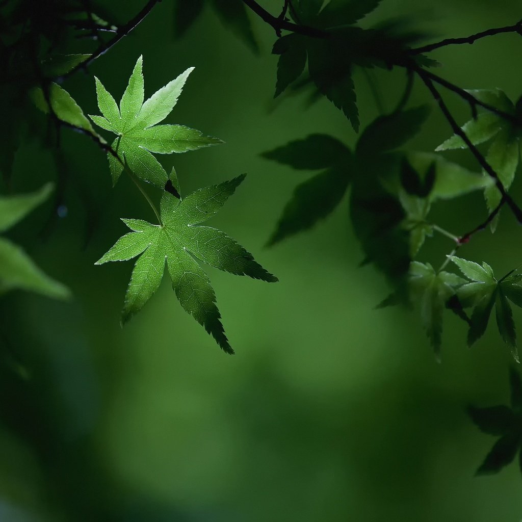 Обои листья, макро, ветки, листва, лето, зеленые, клен, leaves, macro, branches, foliage, summer, green, maple разрешение 2048x1365 Загрузить