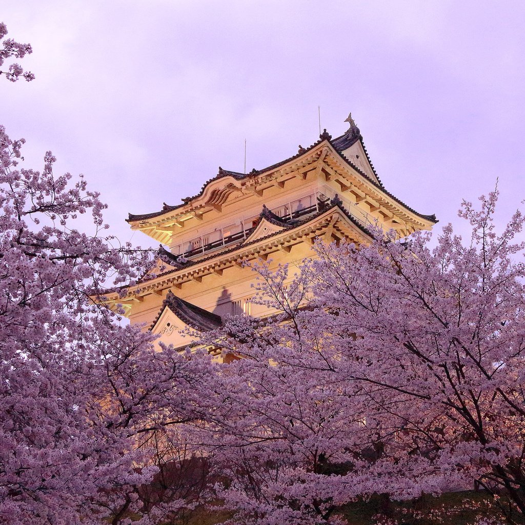 Обои город, пагода, япония, весна, сакура, the city, pagoda, japan, spring, sakura разрешение 2048x1365 Загрузить