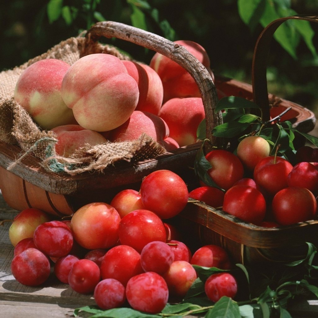 Обои фрукты, корзина, урожай, персики, сливы, fruit, basket, harvest, peaches, plum разрешение 1920x1362 Загрузить