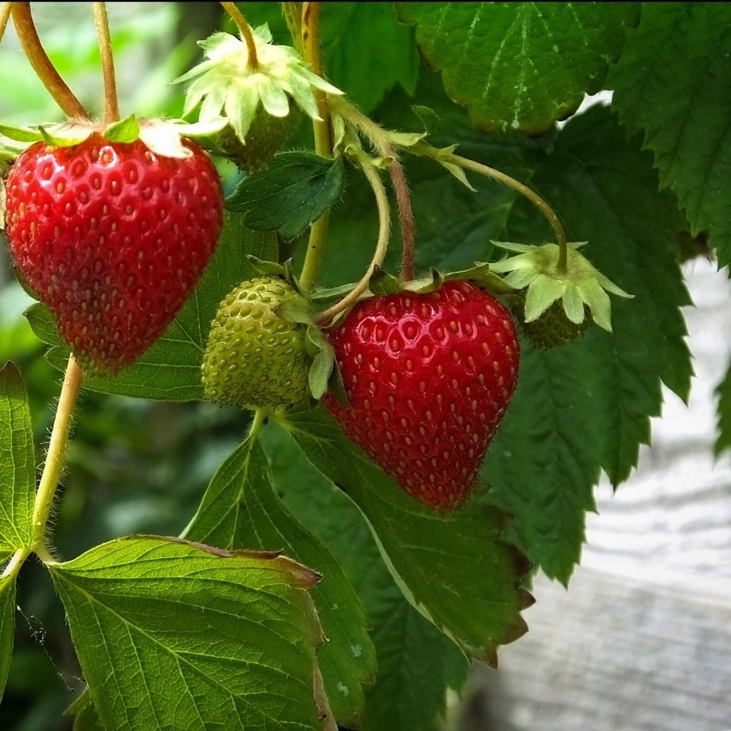 Обои листья, ягода, красная, клубника, зеленая, leaves, berry, red, strawberry, green разрешение 1920x1392 Загрузить