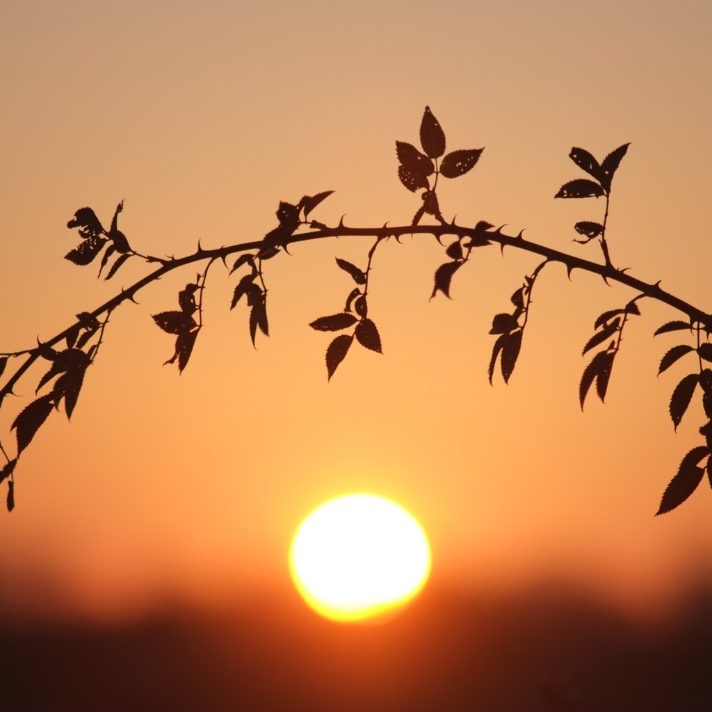 Обои ветка, солнце, листья, закат, стебель, боке, branch, the sun, leaves, sunset, stem, bokeh разрешение 4896x3264 Загрузить