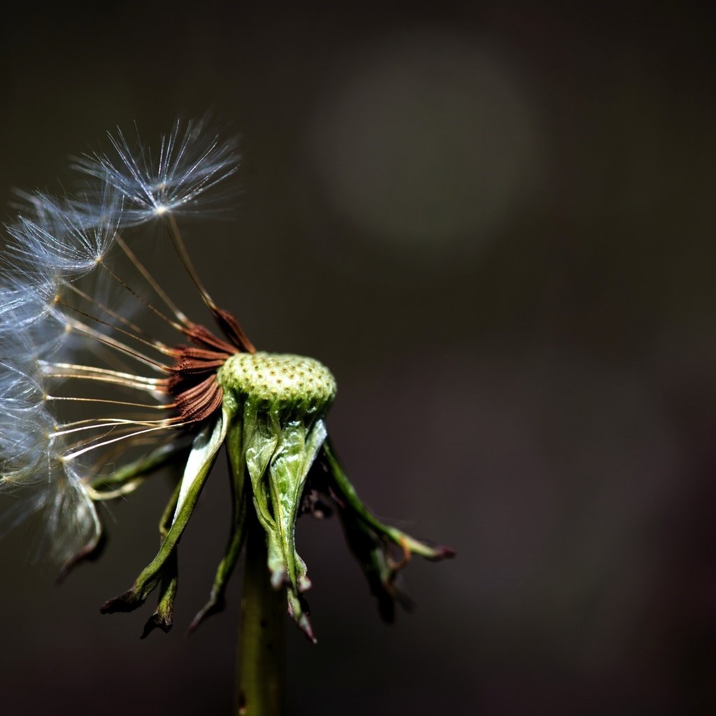 Обои макро, фон, цветок, одуванчик, цветком, macro, background, flower, dandelion разрешение 2572x1715 Загрузить