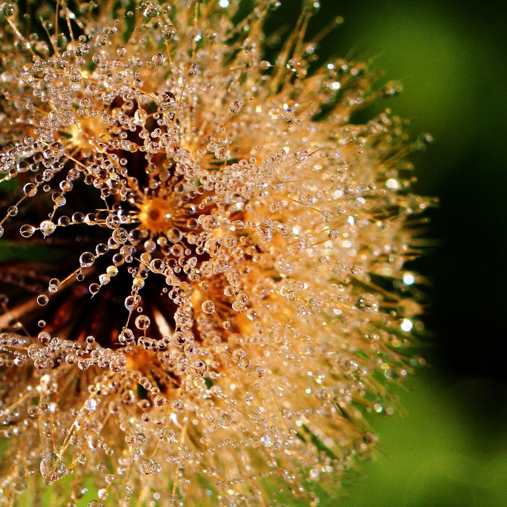 Обои макро, цветок, роса, капли, воды, одуванчик, пушинки, lorraine, росинки, dewdrops, macro, flower, rosa, drops, water, dandelion, fuzzes разрешение 1920x1476 Загрузить