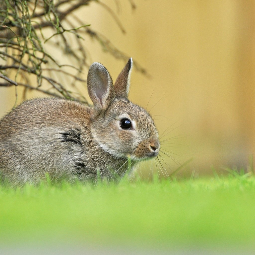 Обои трава, зелень, весна, малыш, заяц, зайчонок, grass, greens, spring, baby, hare разрешение 2048x1366 Загрузить