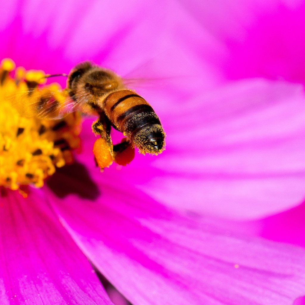 Обои макро, насекомое, цветок, лепестки, пчела, яркий, космея, pink yellow bee, danny perez photography, macro, insect, flower, petals, bee, bright, kosmeya разрешение 2048x1366 Загрузить