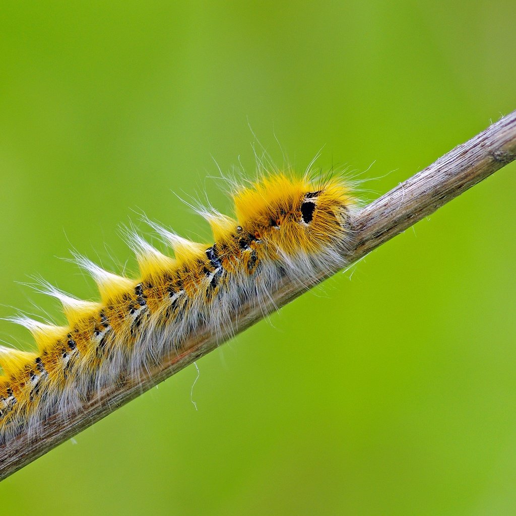 Обои макро, насекомое, растение, гусеница, сухой, стебелёк, ziva & amir, macro, insect, plant, caterpillar, dry, stem разрешение 3839x2539 Загрузить