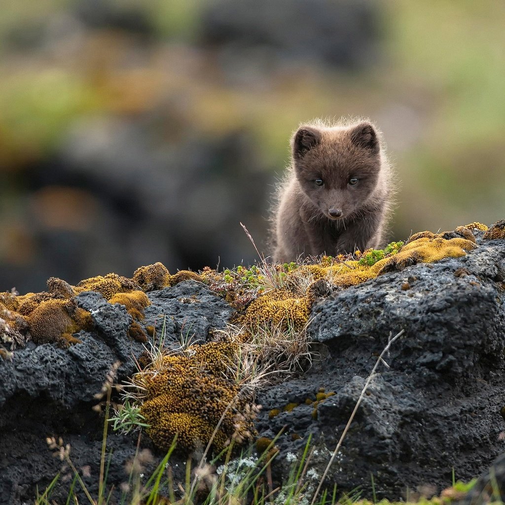 Обои скалы, природа, камни, малыш, песец, полярная лисица, alopex lagopus, rocks, nature, stones, baby, fox, polar fox разрешение 2048x1365 Загрузить