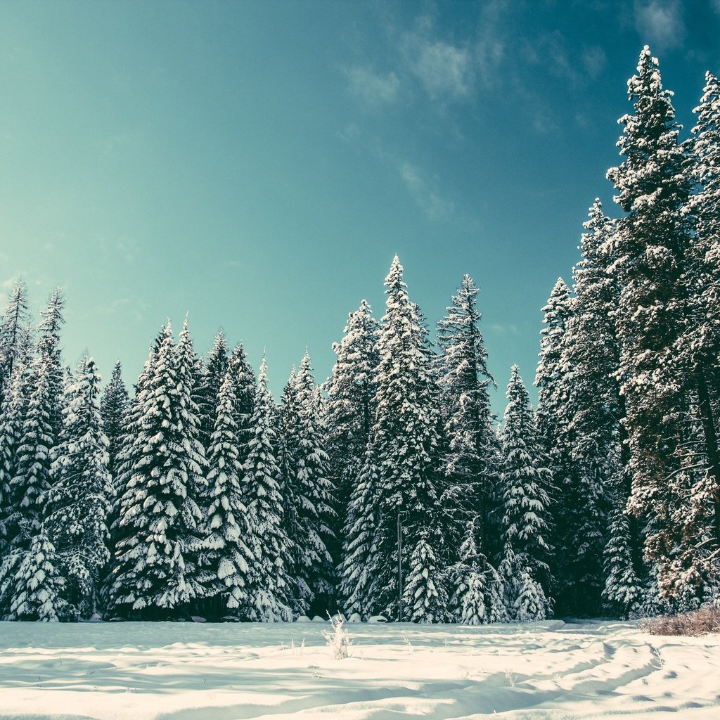 Обои деревья, снег, природа, лес, зима, елки, trees, snow, nature, forest, winter, tree разрешение 2650x1767 Загрузить