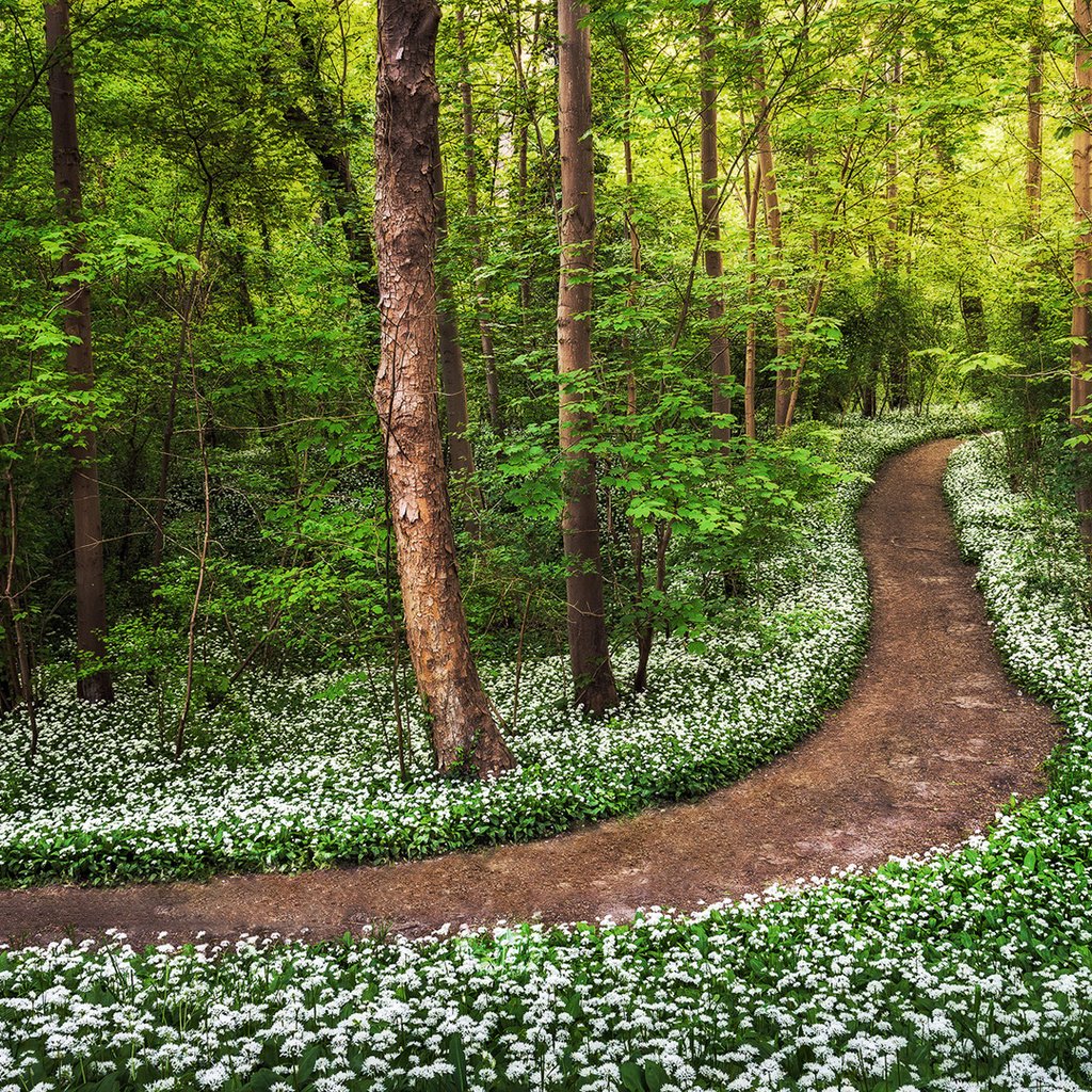 Обои дорога, цветы, деревья, лес, road, flowers, trees, forest разрешение 1920x1080 Загрузить