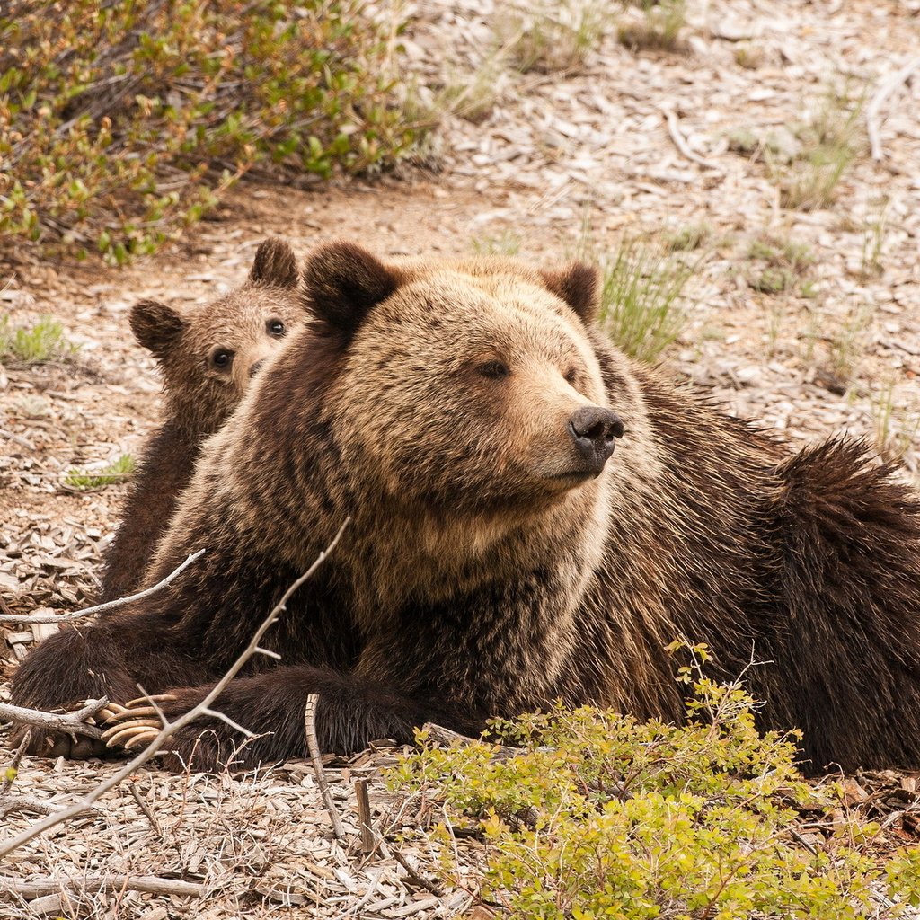 Обои природа, фон, медведь, медведи, медвежонок, медведица, nature, background, bear, bears разрешение 1920x1200 Загрузить