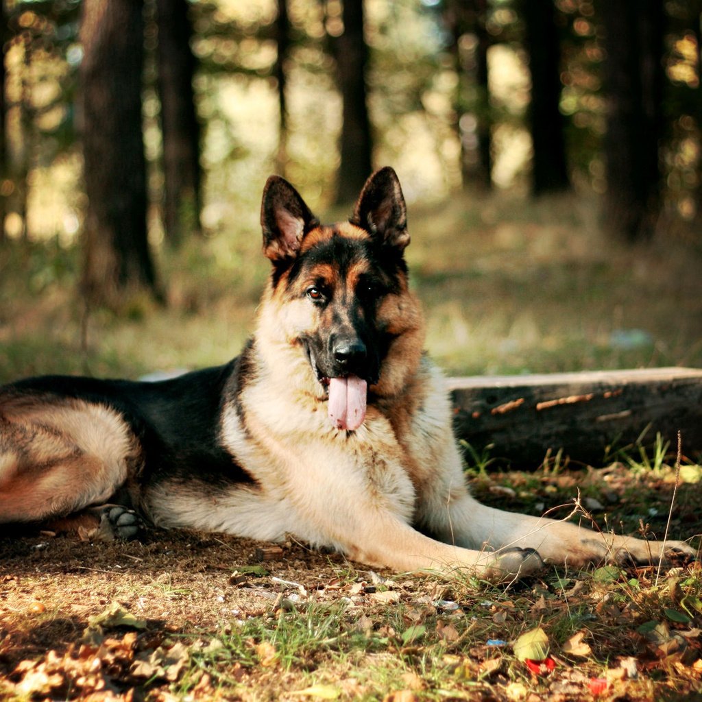 Обои лес, собака, немецкая овчарка, forest, dog, german shepherd разрешение 2000x1333 Загрузить