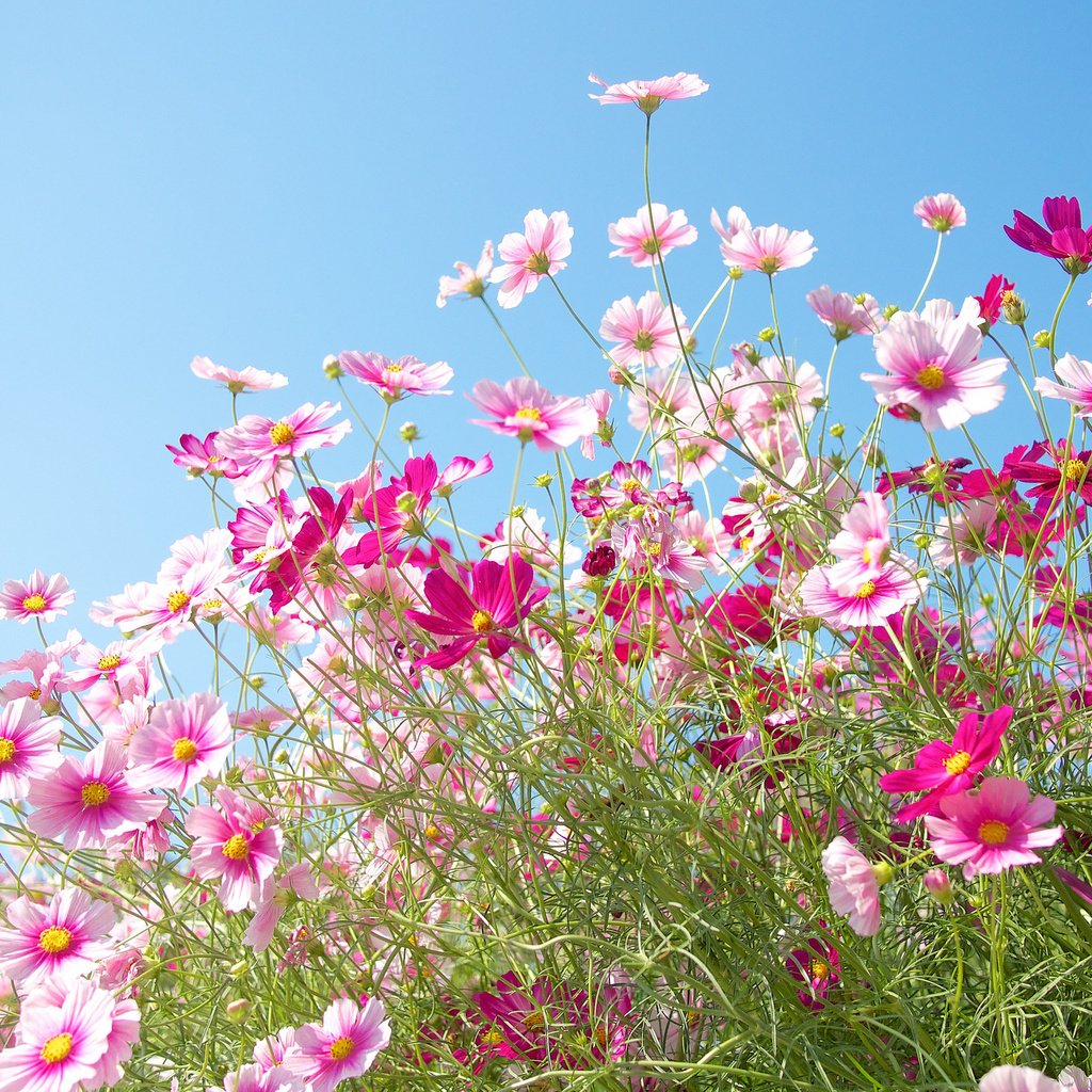 Обои небо, цветы, природа, поле, лепестки, луг, космея, the sky, flowers, nature, field, petals, meadow, kosmeya разрешение 2048x1365 Загрузить