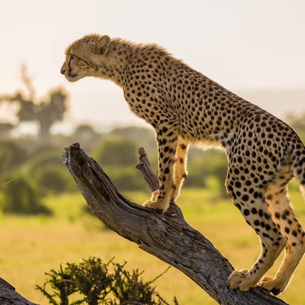 Обои ветка, дерево, африка, хищник, гепард, branch, tree, africa, predator, cheetah разрешение 2048x1365 Загрузить