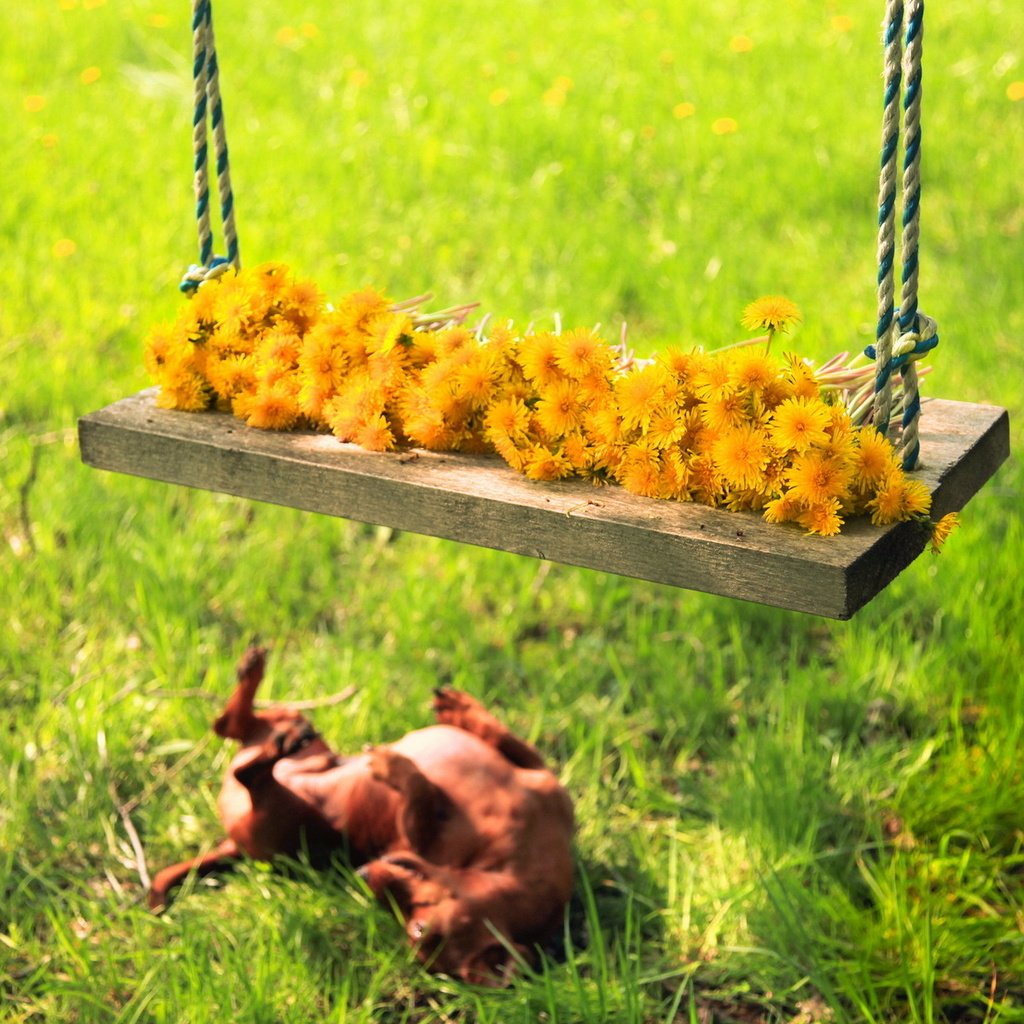 Обои цветы, трава, лето, собака, качели, flowers, grass, summer, dog, swing разрешение 1920x1200 Загрузить